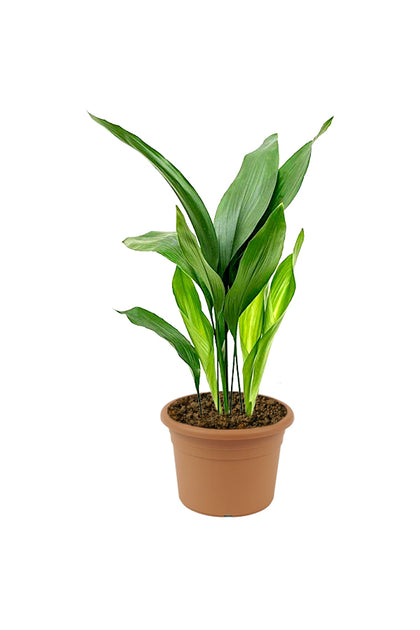 Cast Iron Plant - Aspidistra Elatior - Table Top Plant