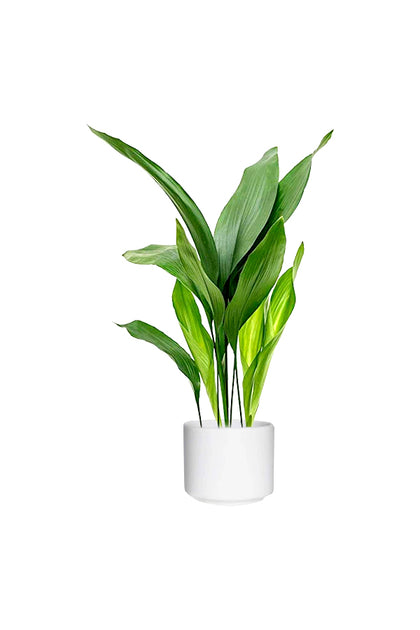 Cast Iron Plant - Aspidistra Elatior - Table Top Plant