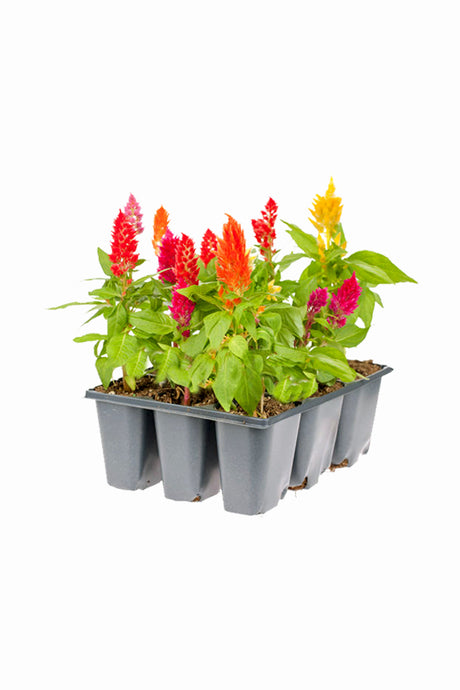 Celosia-Celosia Cristata
