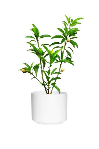 Chikoo-Manilkara Zapota - Chikoo-Manilkara Zapota - Plantsworld.ae