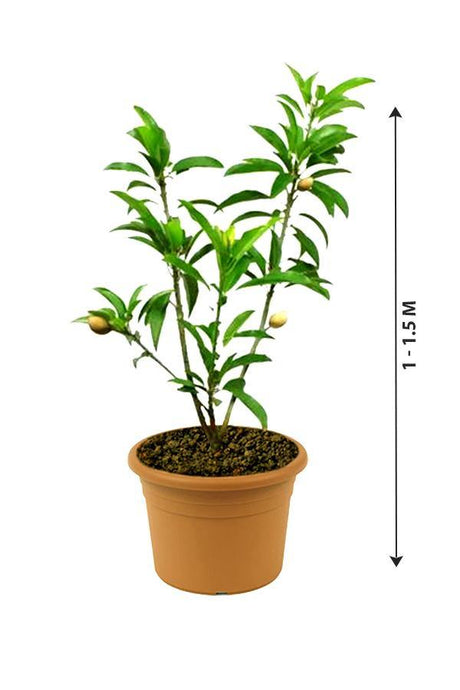 Chikoo-Manilkara Zapota - Chikoo-Manilkara Zapota - Plantsworld.ae