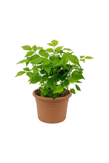 China Doll Plant - Red Machera - Indoor Plant