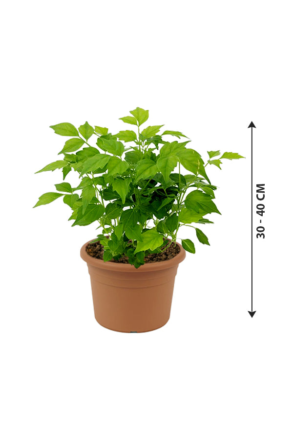 China Doll Plant - Red Machera Indoor Plant