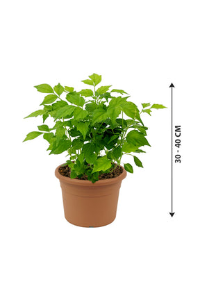 China Doll Plant - Radermachera Sinica - Plantsworld.ae