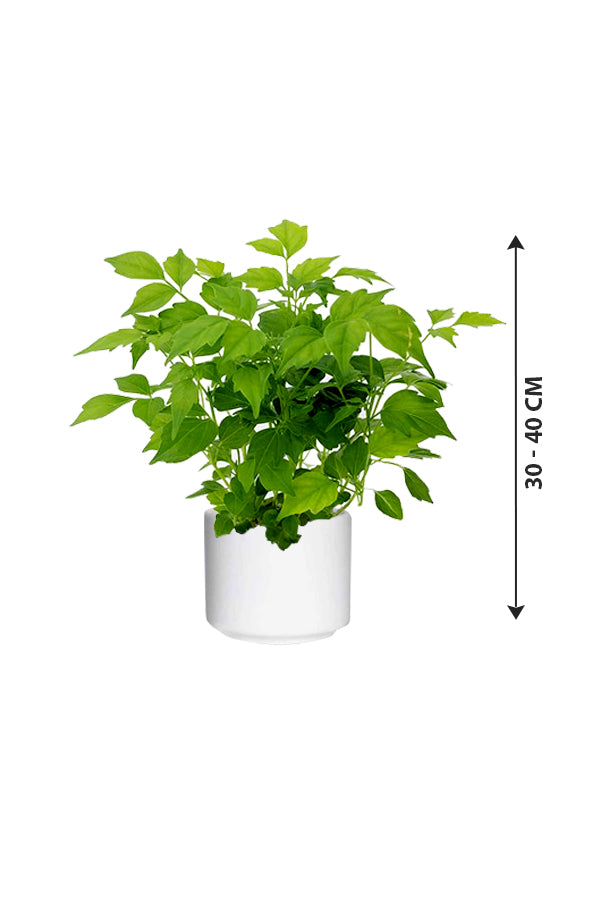 China Doll Plant - Red Machera Indoor Plant