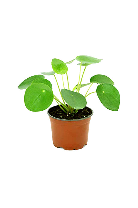Chinesische Geldpflanze - Pilea Peperomioides - Zimmerpflanze