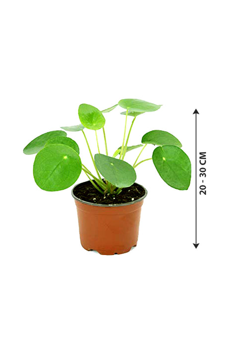 Chinesische Geldpflanze - Pilea Peperomioides - Zimmerpflanze