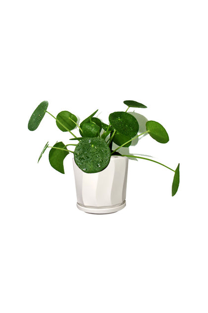 Chineese Money Plant-Pilea Peperomioides-Office Table Top Plant
