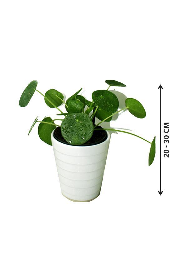 Chinese Money Plant - Pilea Peperomioides - Low Maintenance Plants - Chinese Money Plant - Pilea Peperomioides - Low Maintenance Plants - Plantsworld.ae