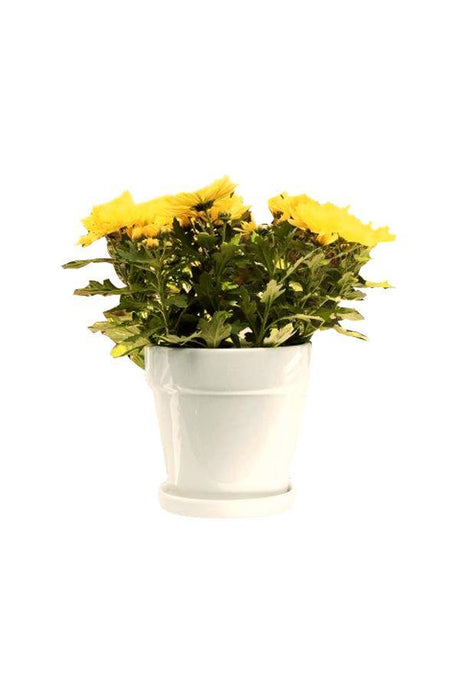 Chrysanthemum Indicum - Indian Chrysanthemum - Chrysanthemum Indicum - Indian Chrysanthemum - Plantsworld.ae