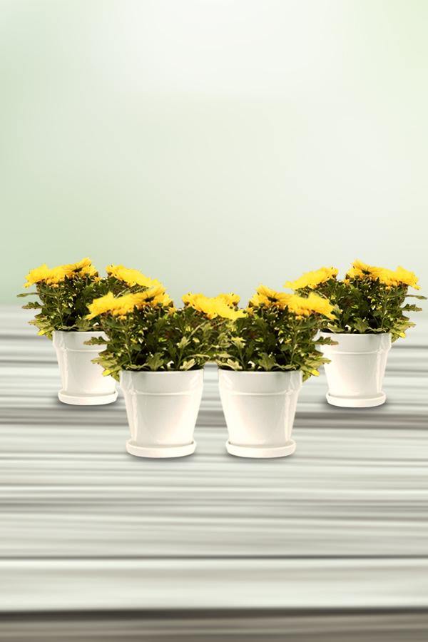 Chrysanthemum Indicum  With Ceramic Pots - Chrysanthemum Indicum  With Ceramic Pots - Plantsworld.ae