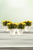 Chrysanthemum Indicum  With Ceramic Pots - Chrysanthemum Indicum  With Ceramic Pots - Plantsworld.ae