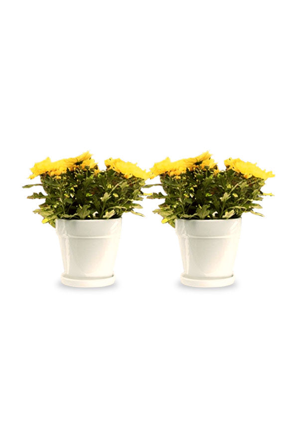 Kaufen Sie eins und erhalten Sie eins – Chrysanthemum indicum – Zimmer-Blütenpflanze