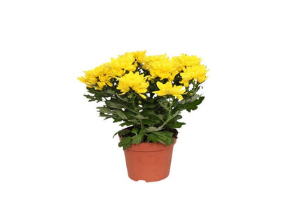 Chrysanthemum Indicum - Indian Chrysanthemum