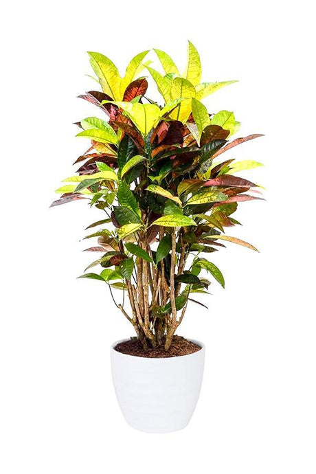 Codiaeum Iceton Croton - Evergreen Indoor Plant - Codiaeum Iceton Croton - Evergreen Indoor Plant - Plantsworld.ae