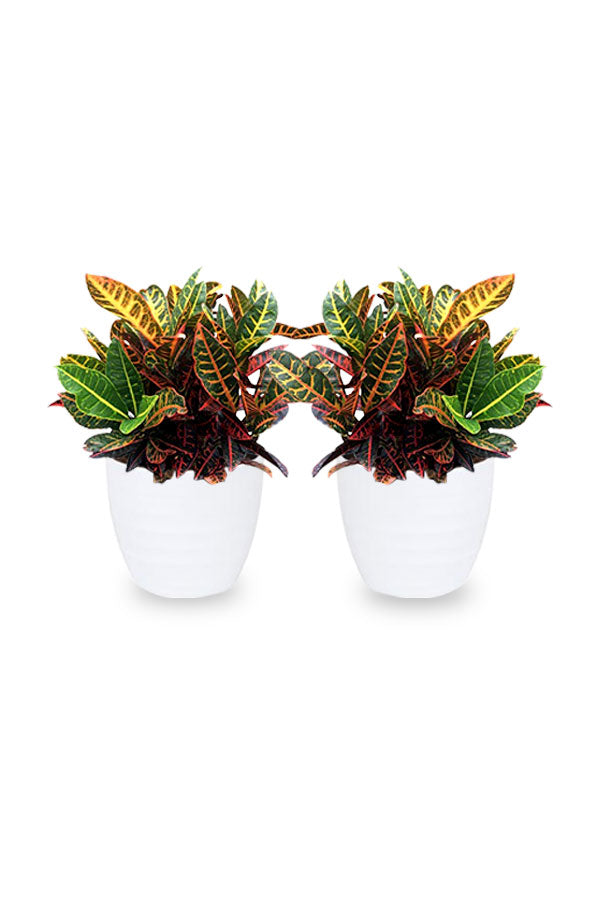 Buy One Get One- Codiaeum Variegatum Indoor Plant