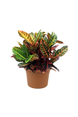 Croton-Pflanze (Codiaeum Variegatum) – Zimmerpflanzen