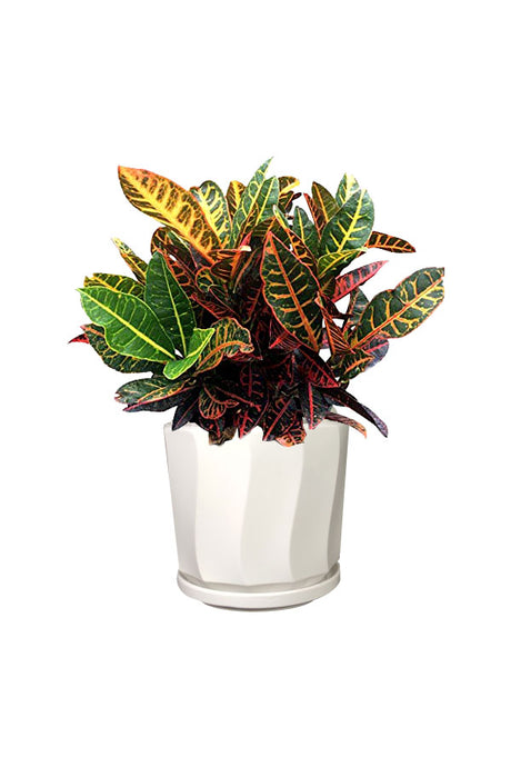 Silver Office Plant Combo - Mixed Species - Plantsworld.ae