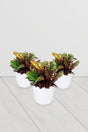 Codiaeum Variegatum Plant Set With White Ceramic Pot - Codiaeum Variegatum Plant Set With White Ceramic Pot - Plantsworld.ae