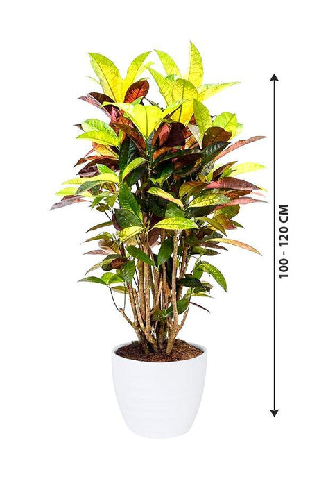 Codiaeum Iceton Croton - Evergreen Indoor Plant - Codiaeum Iceton Croton - Evergreen Indoor Plant - Plantsworld.ae