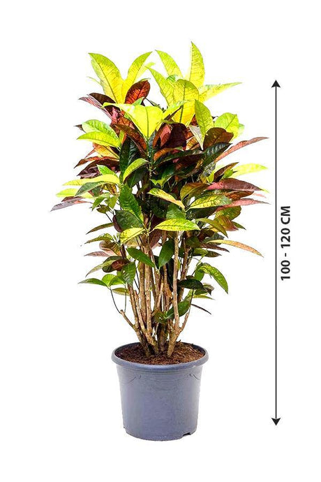 Codiaeum Iceton Croton - Evergreen Indoor Plant - Codiaeum Iceton Croton - Evergreen Indoor Plant - Plantsworld.ae