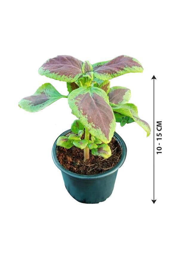 Coleus plant poisonous to dogs hot sale