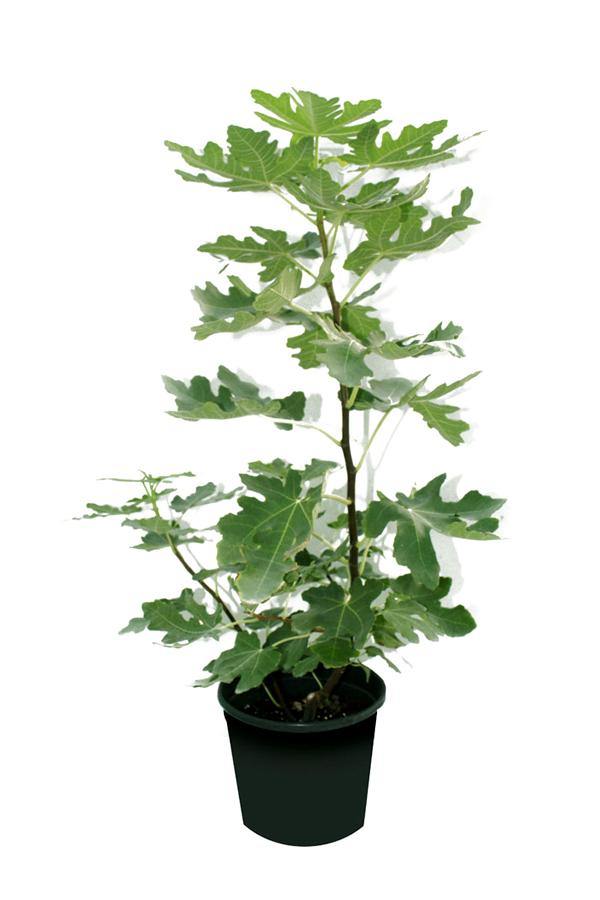 Common Fig-Ficus Carica - Plantsworld.ae - {{ varient.name }}