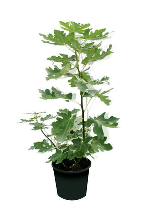 Common Fig-Ficus Carica - Plantsworld.ae - {{ varient.name }}
