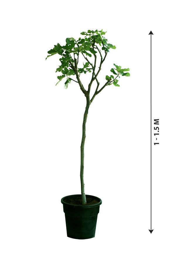 Common Fig-Ficus Carica - Plantsworld.ae - {{ varient.name }}