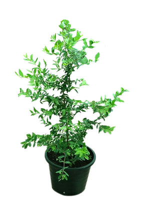 Common Myrtle (Myrtus) Plant with Fragrant Green Leaves and White Flowers