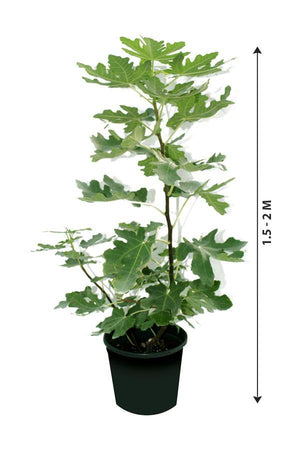 Common Fig-Ficus Carica - Plantsworld.ae - {{ varient.name }}