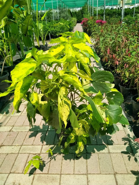 Copper Leaf Green-Acalypha - Plantsworld.ae - {{ varient.name }}