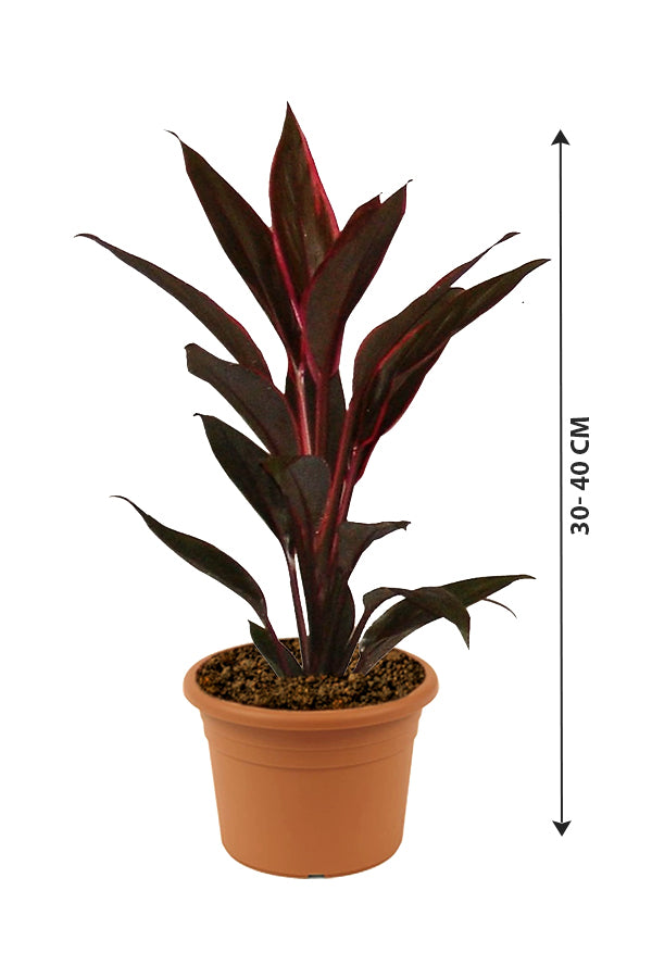 Cordyline-Fruticosa Tango - Indoor Plants