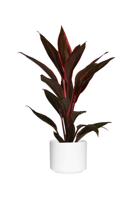 Cordyline Fruticosa Tango Indoor Plant with Striking Foliage