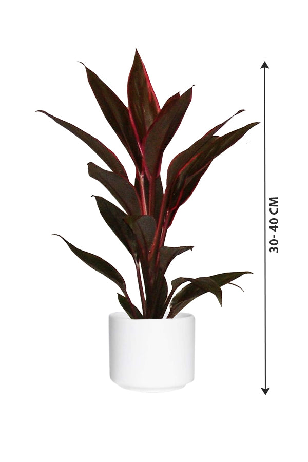 Cordyline-Fruticosa Tango - Indoor Plants