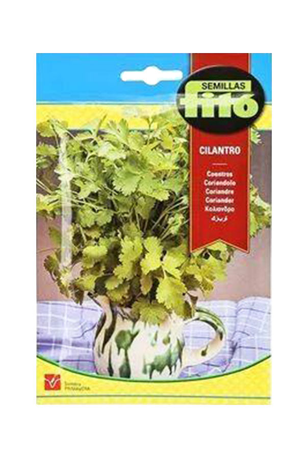Fito Coriander Seeds (20g) for fresh, aromatic herb gardening. Available at Plantsworld.ae