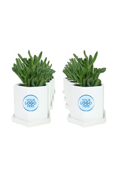 Crassula Hobbit-Crassula Ovata-Ceramic Pot with Branding