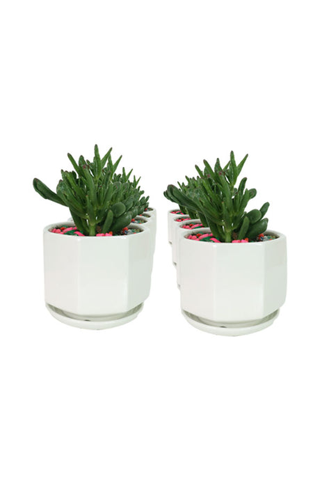 Crassula Hobbit-In Ceramic Pot with Stone