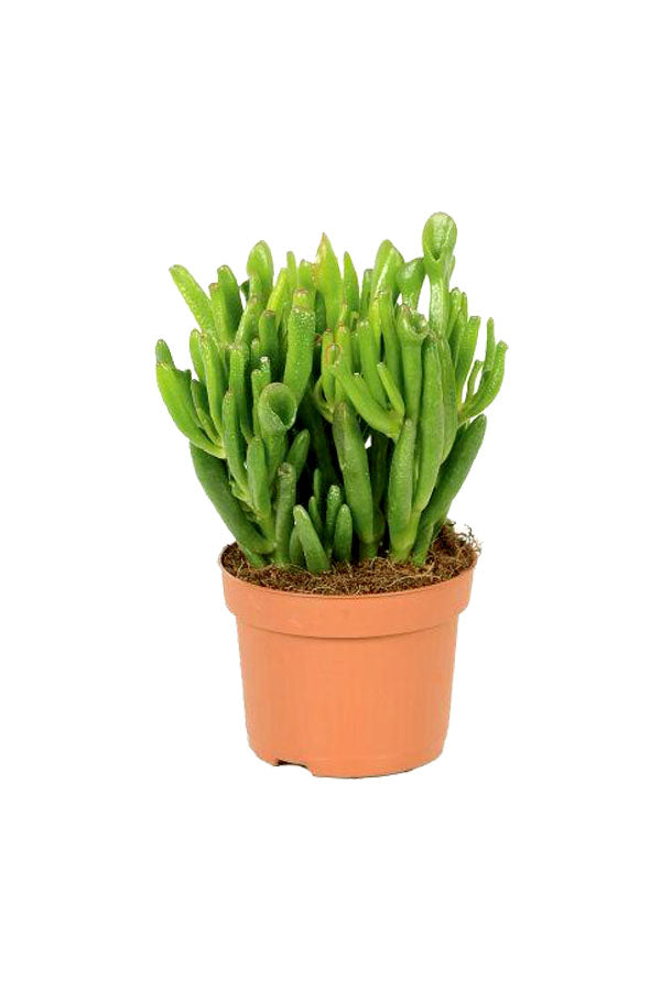 Crassula Hobbit - Hobbit Jade