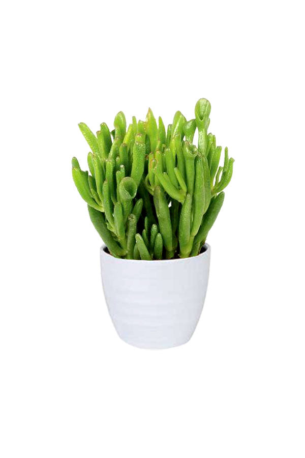 Crassula Hobbit – Crassula Ovata succulent with unique, jade-green leaves, perfect for home décor and easy care at Plantsworld.ae.