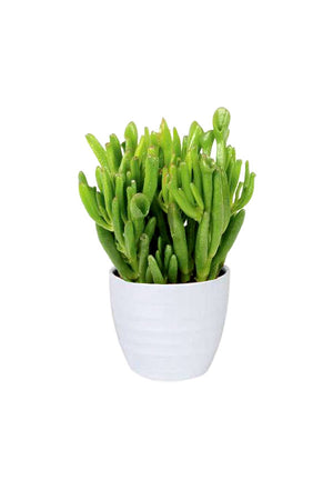 Crassula Hobbit – Crassula Ovata succulent with unique, jade-green leaves, perfect for home décor and easy care at Plantsworld.ae.