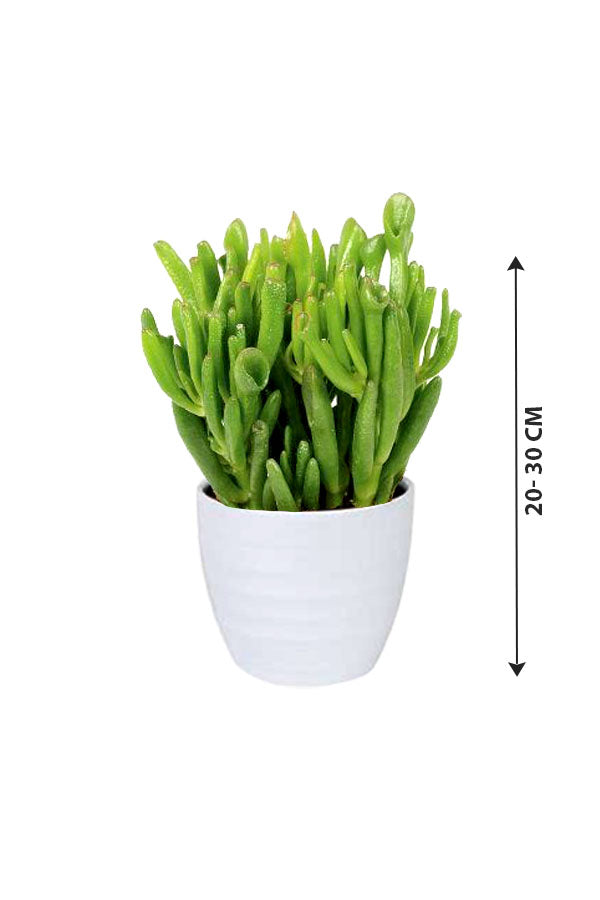 Crassula Hobbit - Hobbit Jade