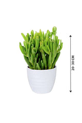 Crassula Hobbit