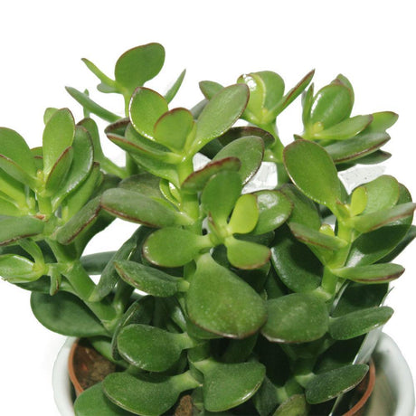 Crassula Ovata - Dollar Plant - Crassula Ovata - Dollar Plant - Plantsworld.ae