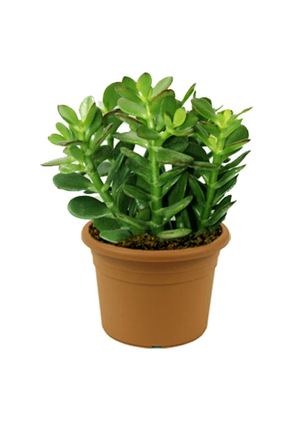 Crassula Ovata - Dollar Plant