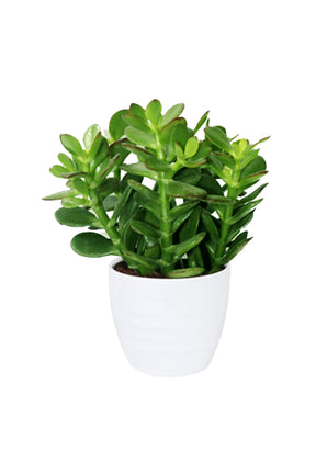  Crassula Ovata (Dollar Plant) – Elegant Succulent with Thick Green Leaves for Good Luck and Prosperity