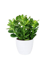 New Offer- Crassula Ovata - Dollar Plant - Succulent Plant