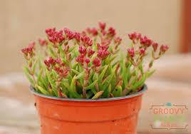 Crassula Schmidtii - Fairy Tongue - Crassula Schmidtii - Fairy Tongue - Plantsworld.ae