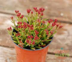 Crassula Schmidtii - Fairy Tongue - Crassula Schmidtii - Fairy Tongue - Plantsworld.ae