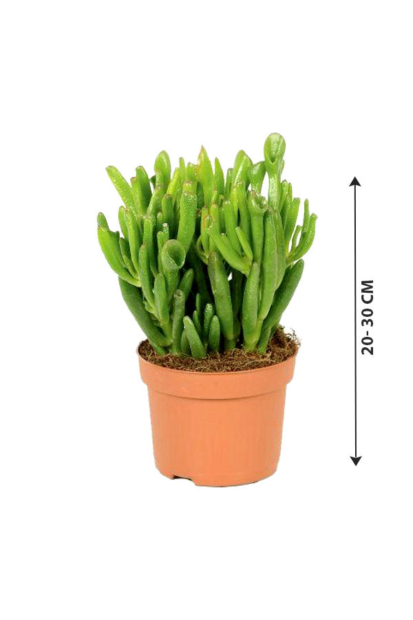 Crassula Hobbit - Hobbit Jade